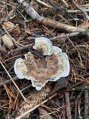 Hydnellum suaveolens