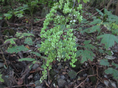 Actaea dahurica