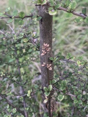 Coprosma parviflora