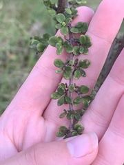 Coprosma parviflora