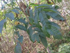 Toxicodendron vernicifluum