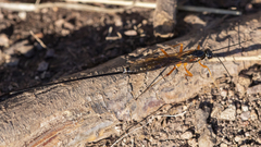 Dolichomitus pterelas