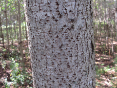 Toxicodendron vernicifluum