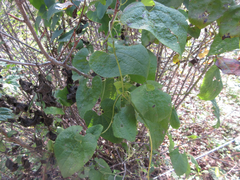 Aristolochia contorta