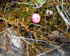 Gaultheria parvula