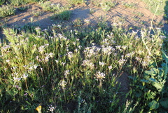 Allium haematochiton