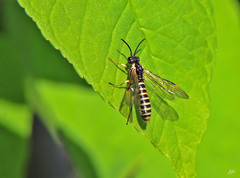 Strongylogaster multicincta