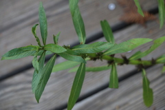 Hygrophila
