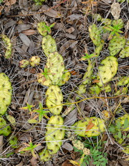 Opuntia drummondii