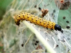 Archips rileyana