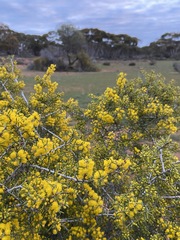 Acacia nyssophylla