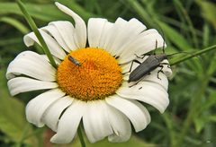 Trachysida mutabilis