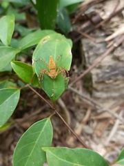 Hamadruas hieroglyphica