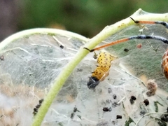 Archips rileyana