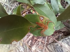 Hamadruas hieroglyphica