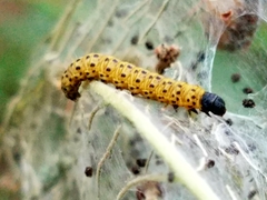 Archips rileyana
