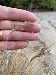 Poa macrantha