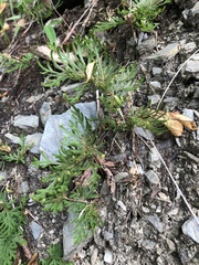 Selaginella stauntoniana