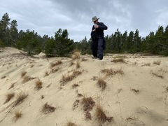 Poa macrantha