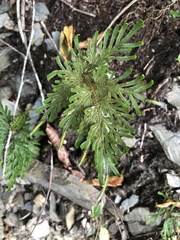 Selaginella stauntoniana