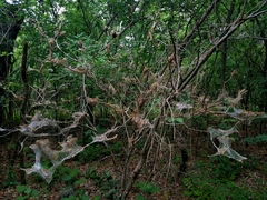 Archips rileyana