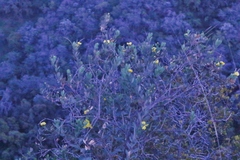 Dendromecon harfordii