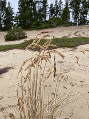 Poa macrantha