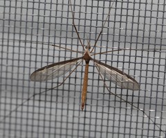 Tipula sayi