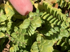 Honckenya peploides major