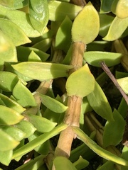 Honckenya peploides major