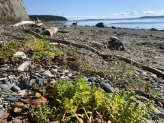 Honckenya peploides major