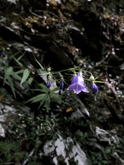 Adenophora morrisonensis