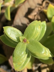 Honckenya peploides major