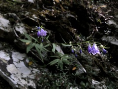 Adenophora morrisonensis