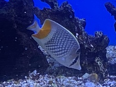 Chaetodon xanthurus