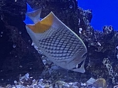 Chaetodon xanthurus