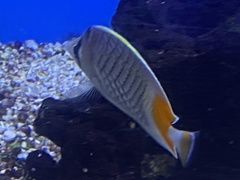 Chaetodon xanthurus