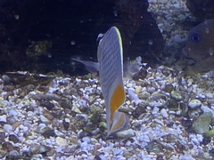 Chaetodon xanthurus