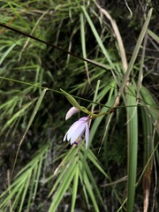 Bletilla formosana