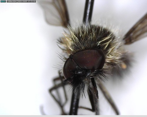 iNaturalist observation photo of Conophorus