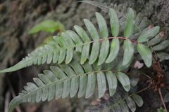 Blechnum appendiculatum