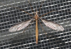 Tipula sayi