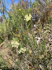Pimelea octophylla