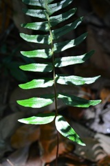 Blechnum appendiculatum