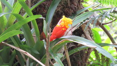 Guzmania nicaraguensis