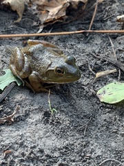 Lithobates catesbeianus