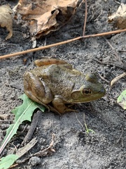 Lithobates catesbeianus