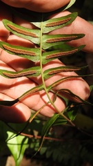 Blechnum appendiculatum