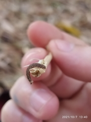 Arthropoda