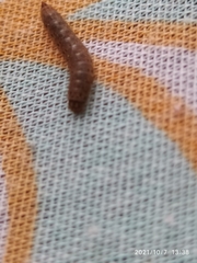 Arthropoda